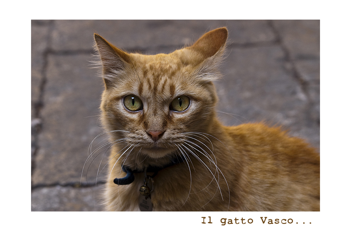 Il gatto Vasco...