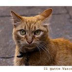 Il gatto Vasco...