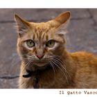 Il gatto Vasco...