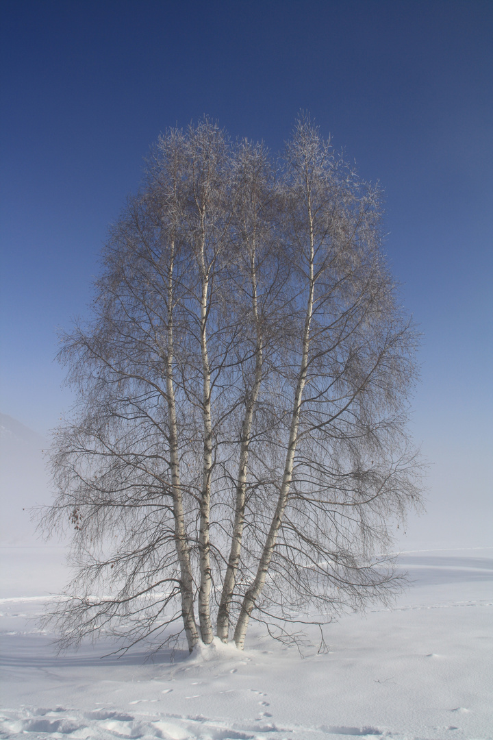 il gelido inverno