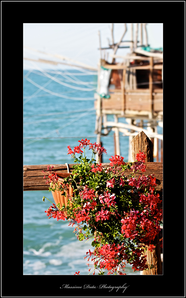 Il geranio e il trabocco