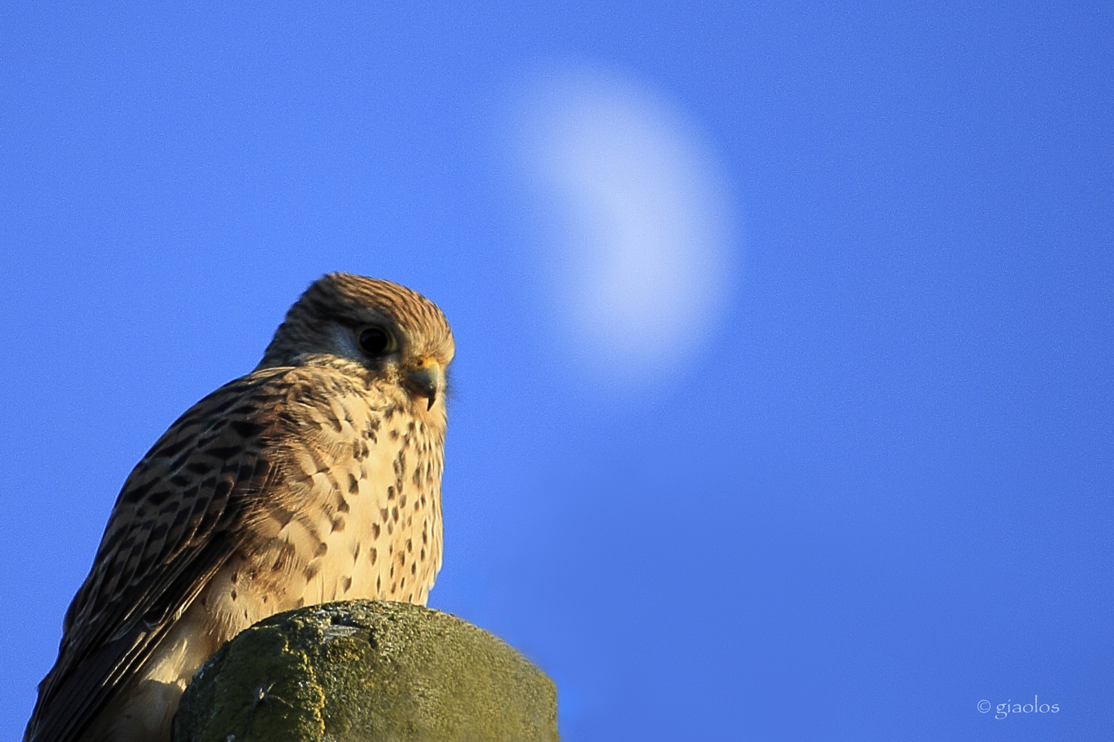 Il gheppio e la Luna