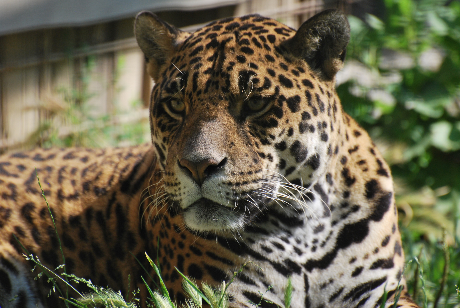 il giaguaro Foto Immagini animali, zoo e allevamenti, animali in