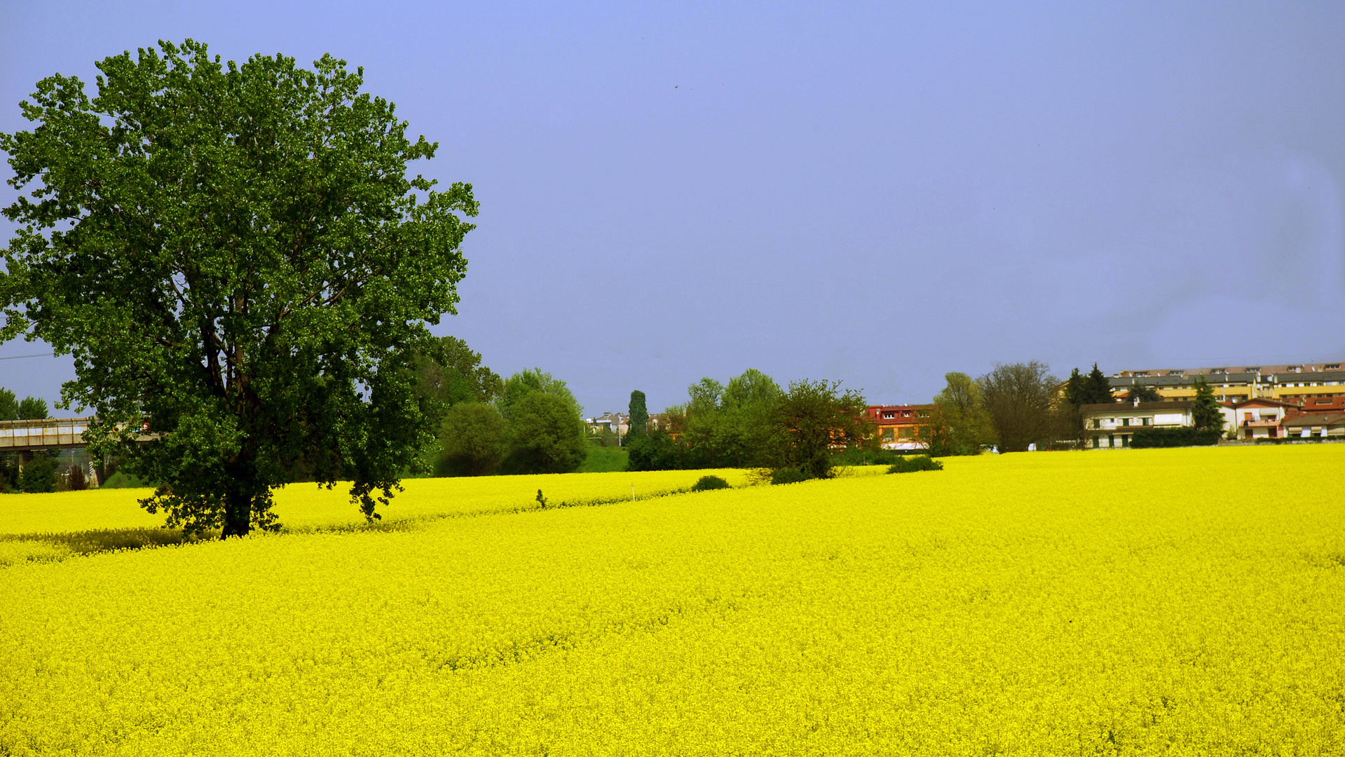 IL GIALLO