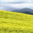 il giallo nel campo