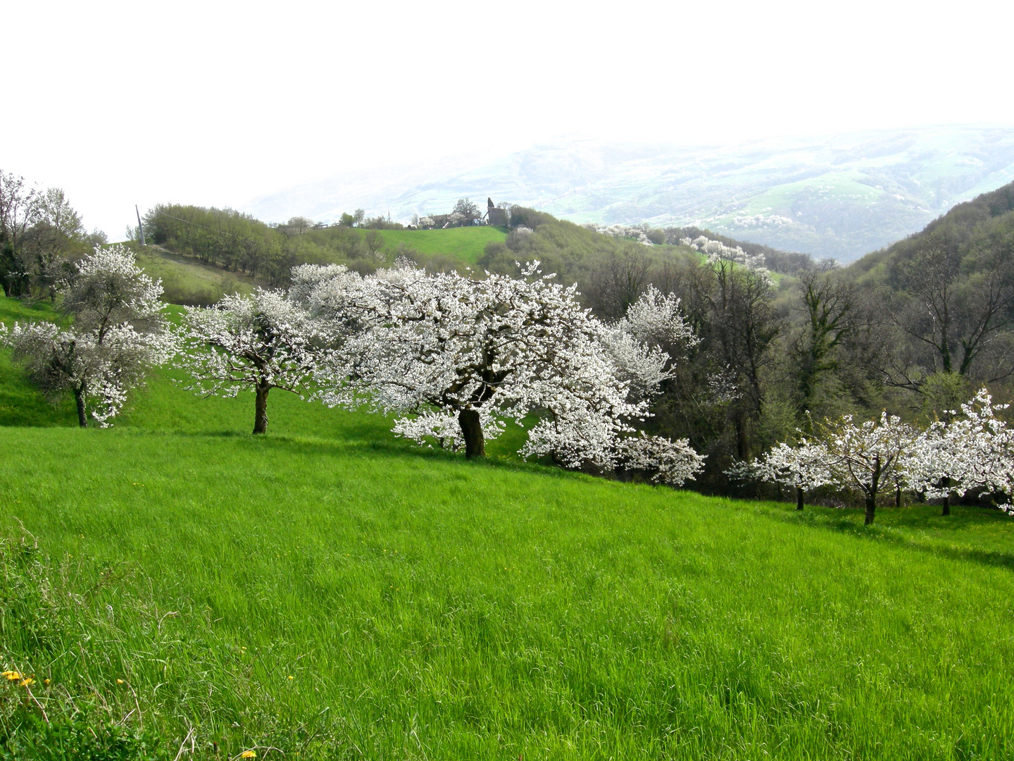 Il giardino dei ciliegi (quello grande)