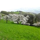 Il giardino dei ciliegi (quello grande)