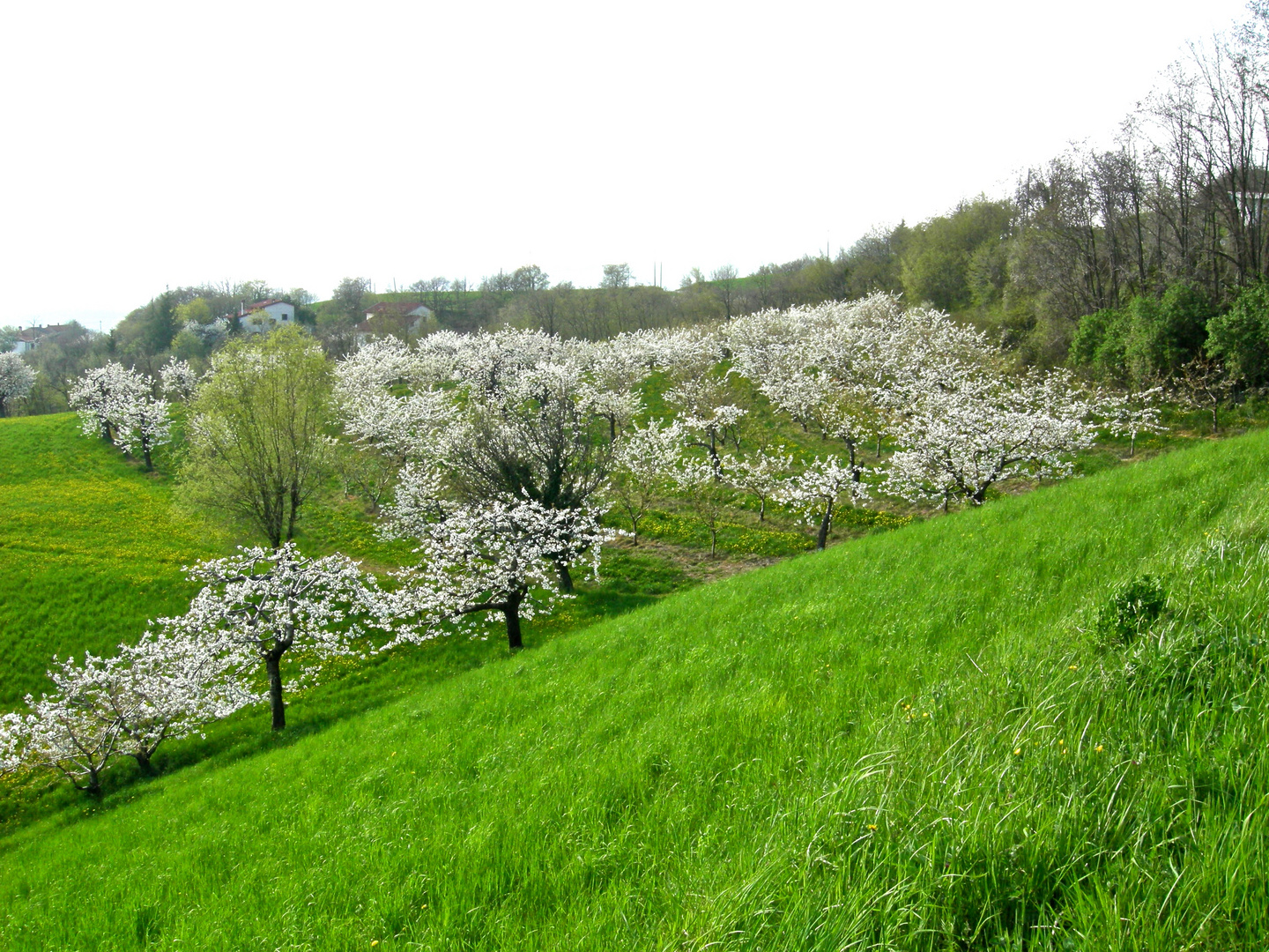 Il giardino dei ciliegi (quello grande) 2