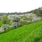 Il giardino dei ciliegi (quello grande) 2