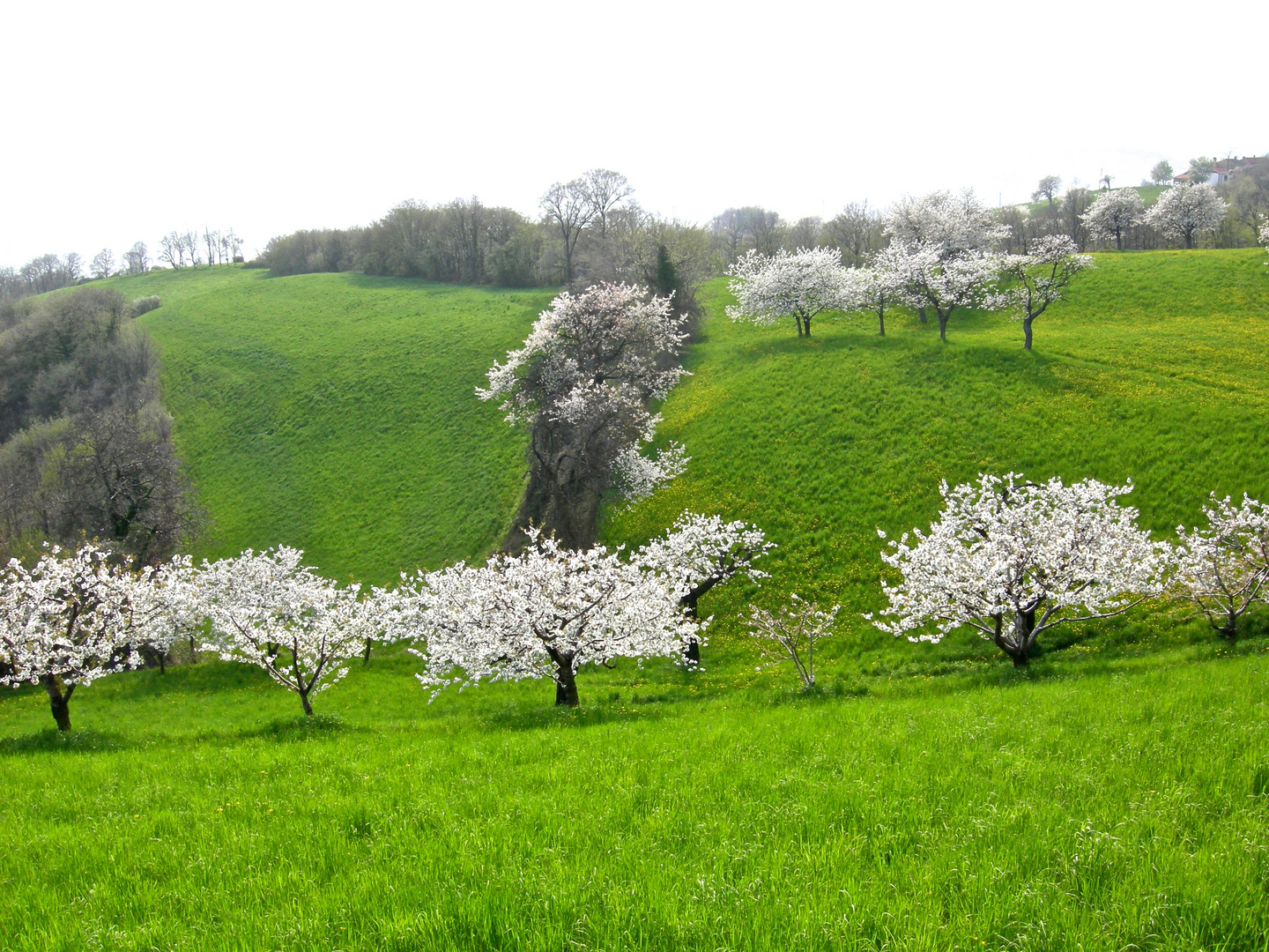 Il giardino dei ciliegi (quello grande) 3