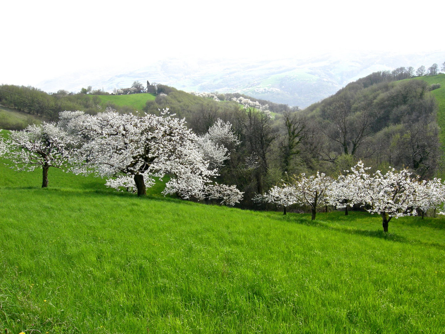 il giardino dei ciliegi (quello grande) 4