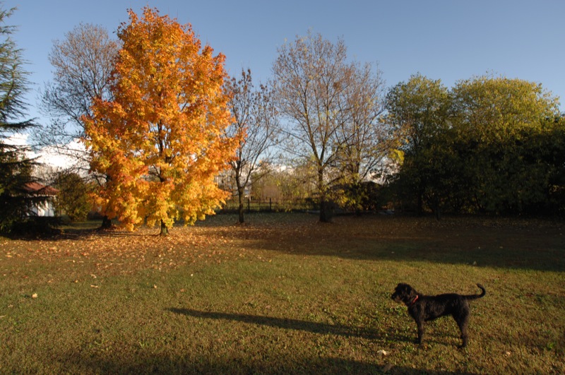 il giardino della casa del mio cane