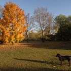 il giardino della casa del mio cane