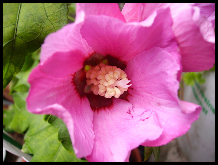 Il Giardino Fiorito - Ibisco