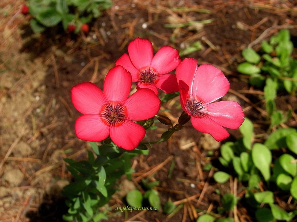 il giardino si colora