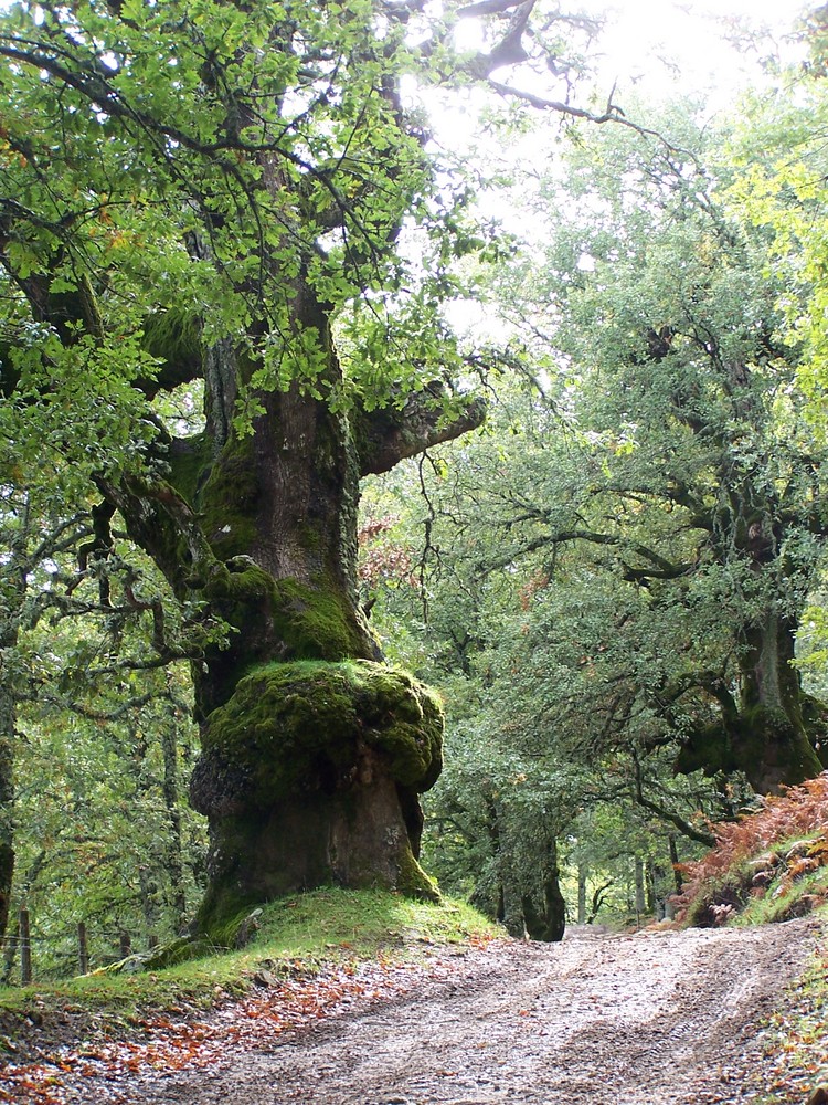 il gigante di Malabotta