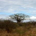 Il gigante immobile (Kenya)