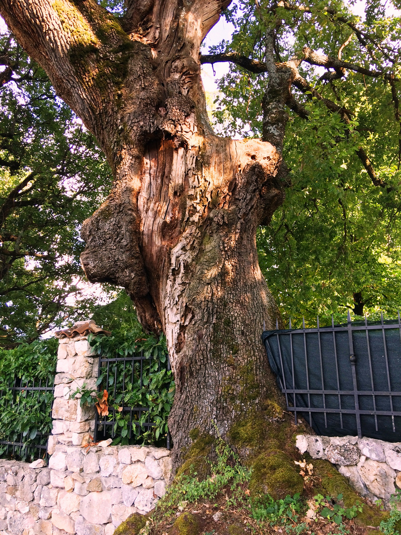 IL GIGANTE TRAFITTO