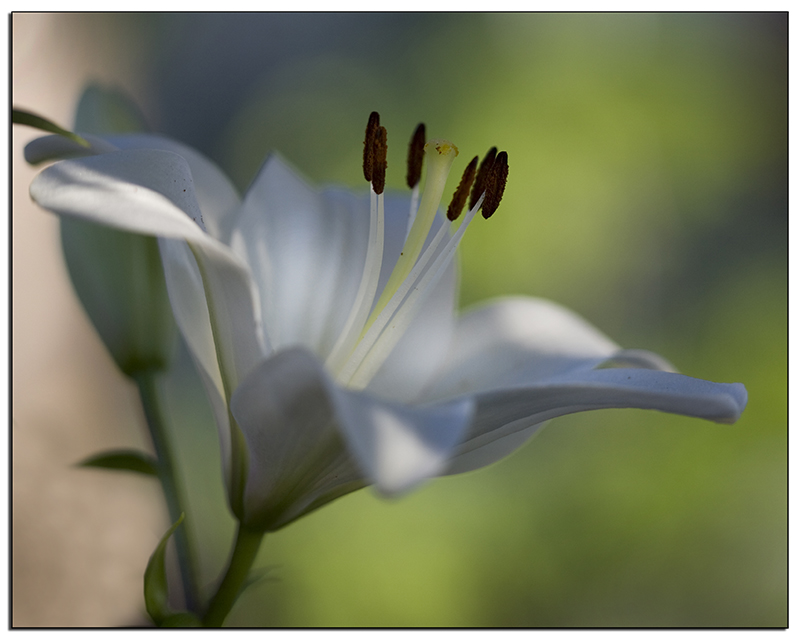 il giglio