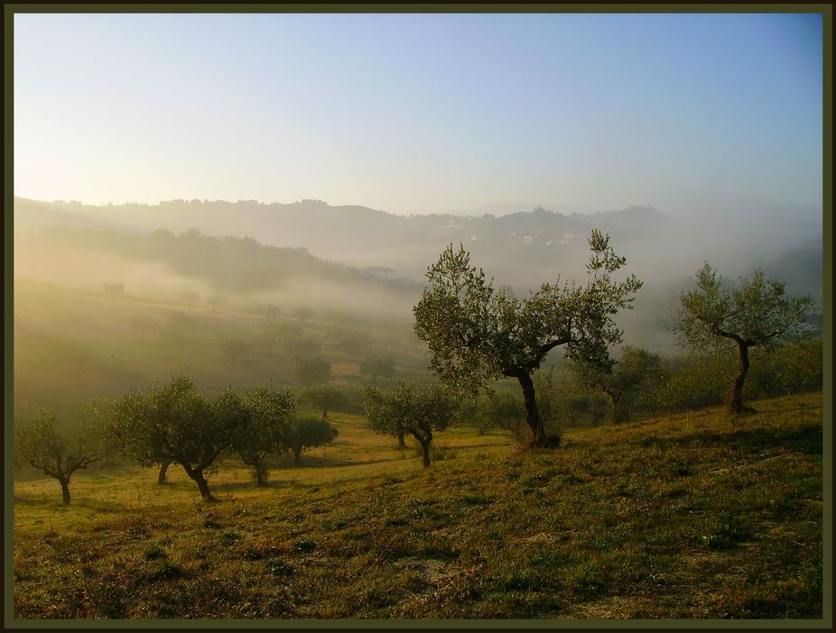 Il giorno delle olive