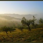 Il giorno delle olive