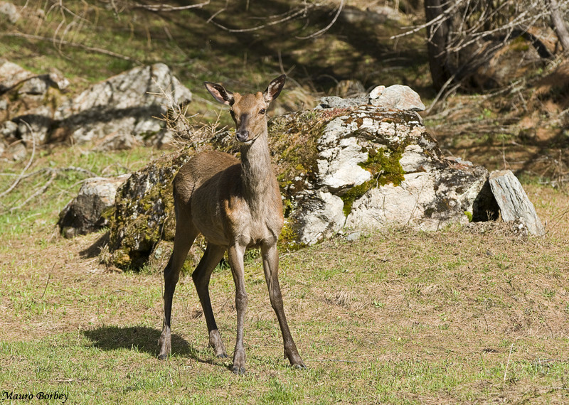 Il giovincello.