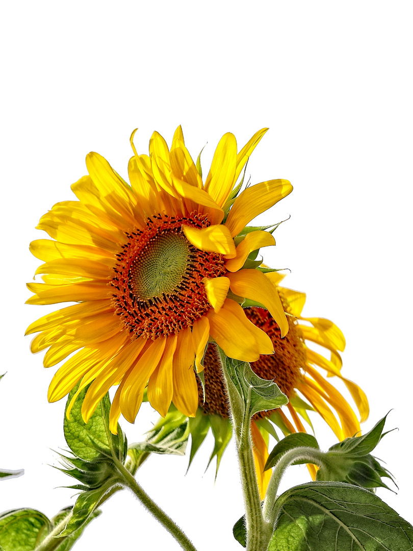 Il girasole