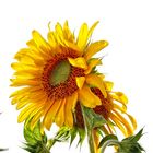 Il girasole
