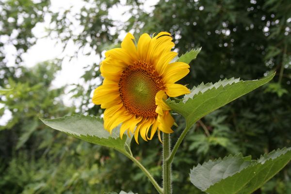il girasole