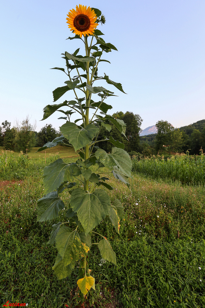 il girasole 