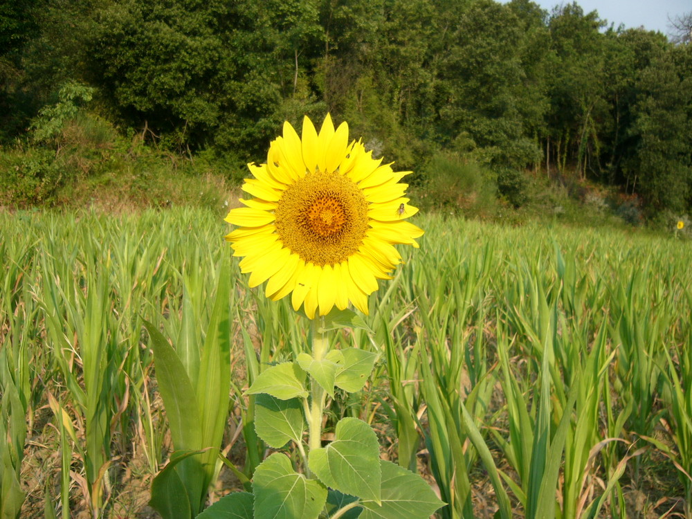 Il girasole