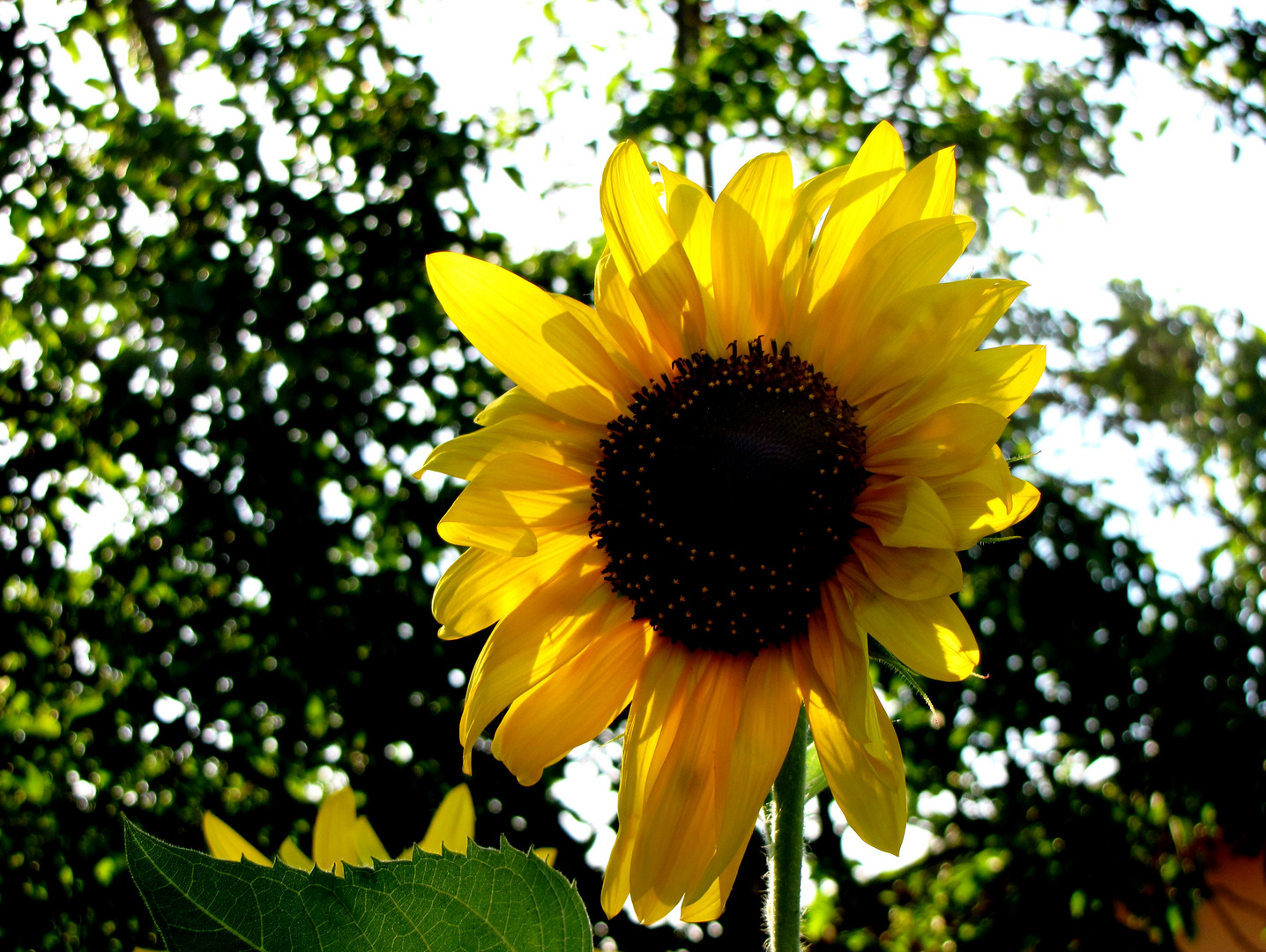 il girasole del vicino