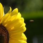 Il girasole e l'insetto