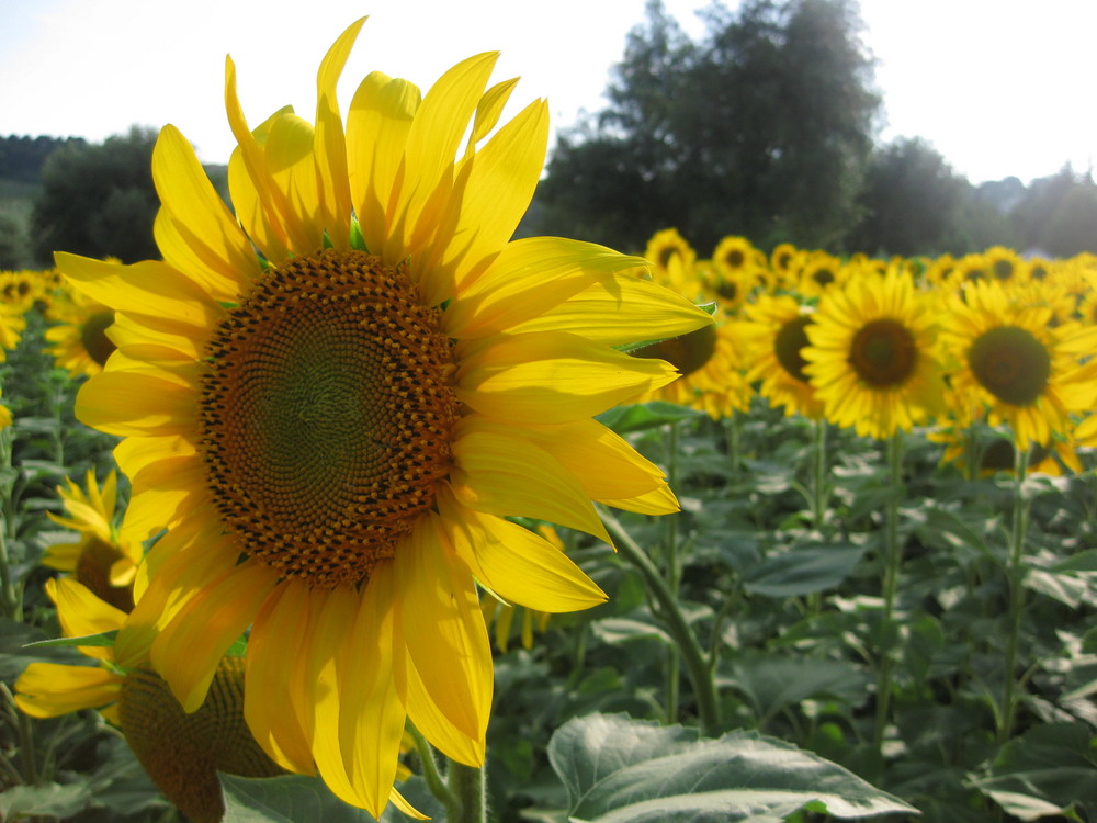 "Il Girasole in tutta la sua bellezza"