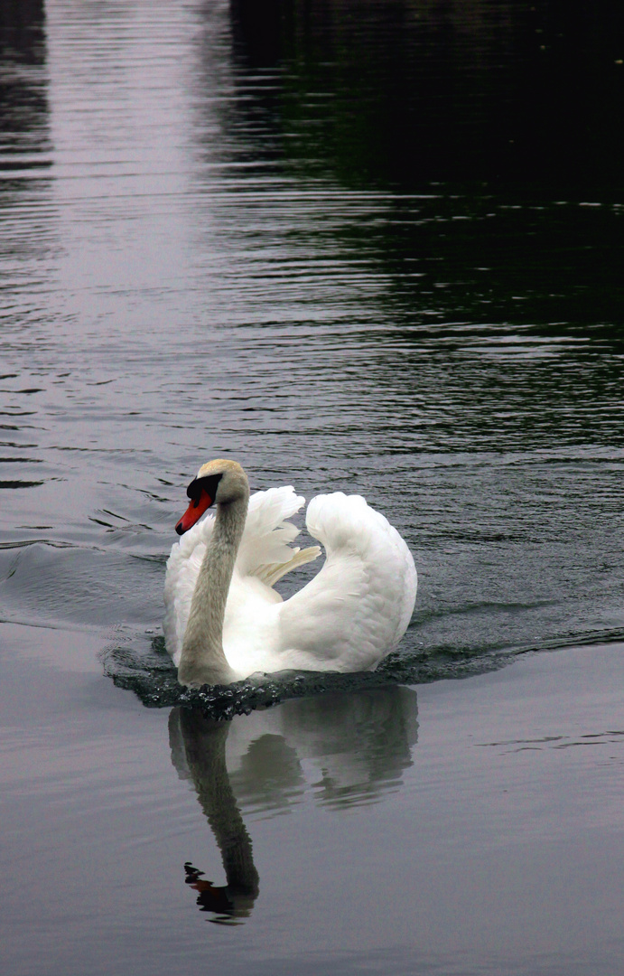 il glisse sur l'eau