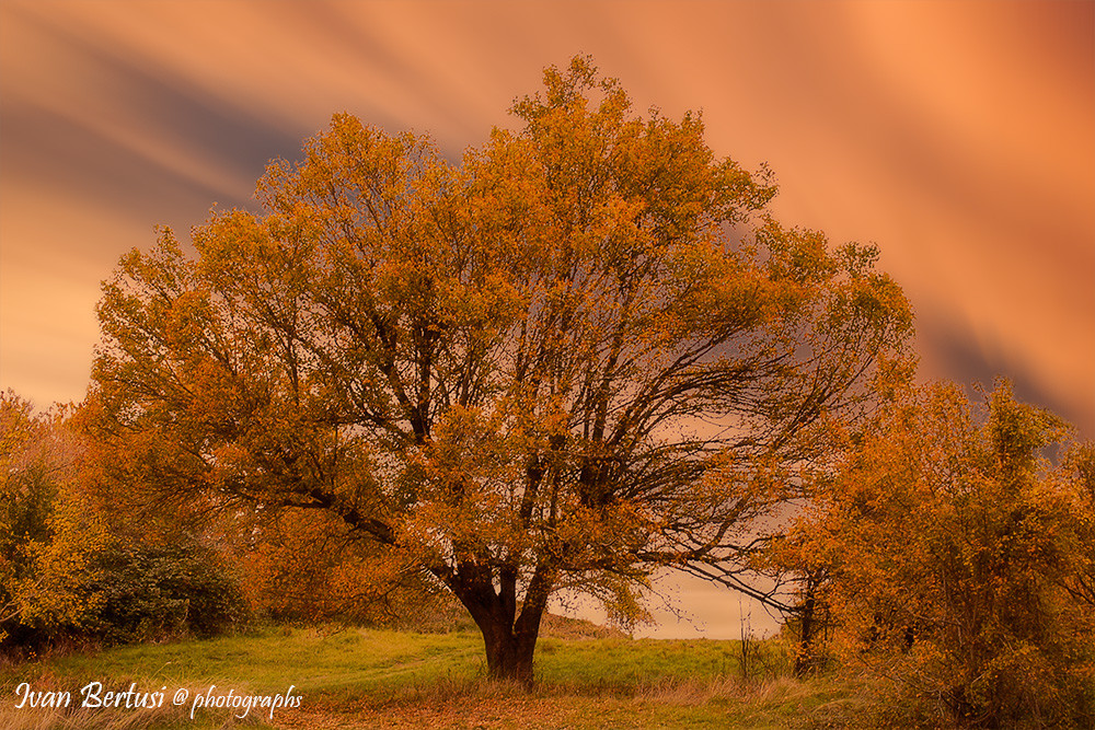 Il grande albero