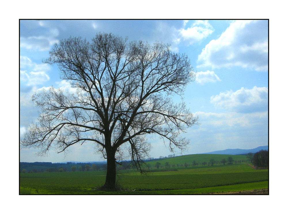 il GRANDE albero