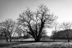 Il grande albero