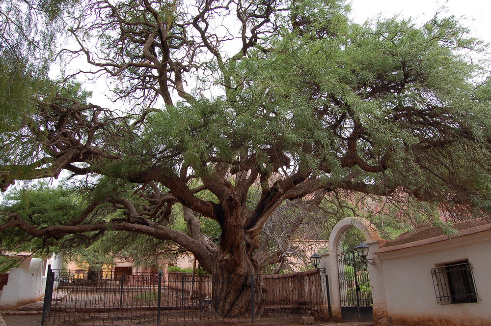 IL GRANDE ALBERO