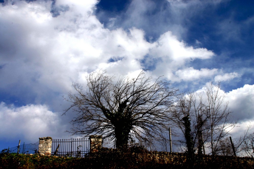 il grande albero e il cancello