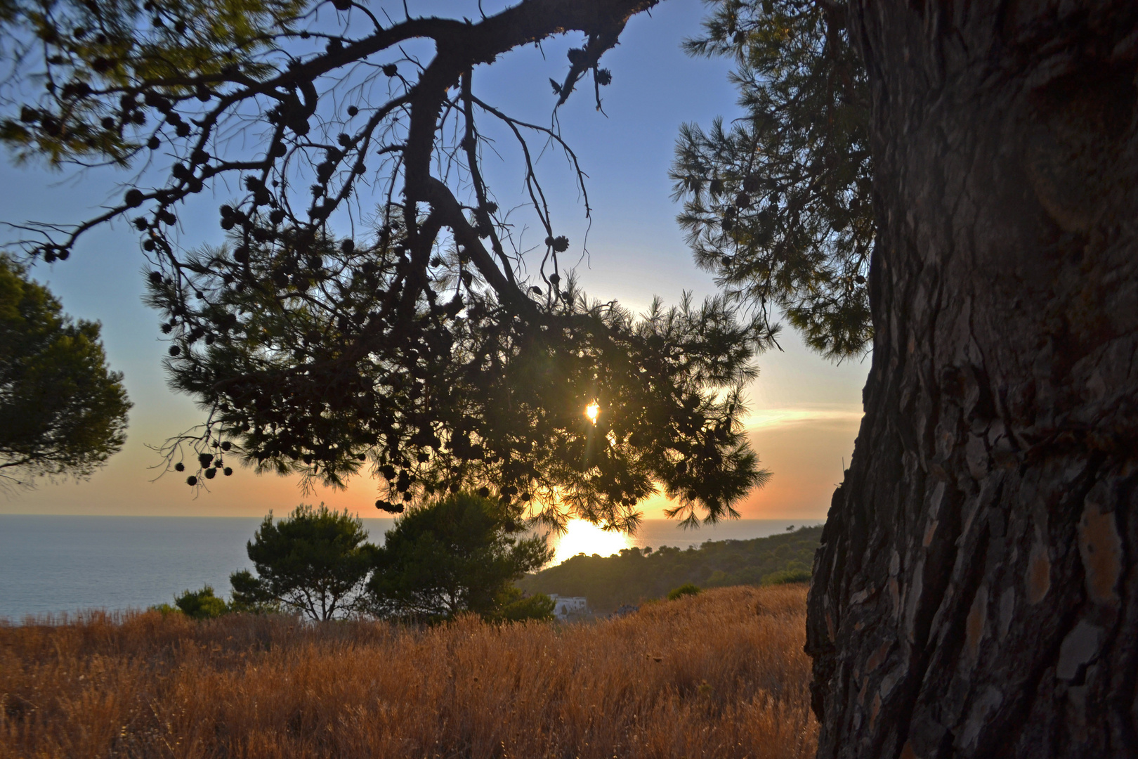 Il grande albero e poi il mare