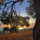 Il grande albero e poi il mare