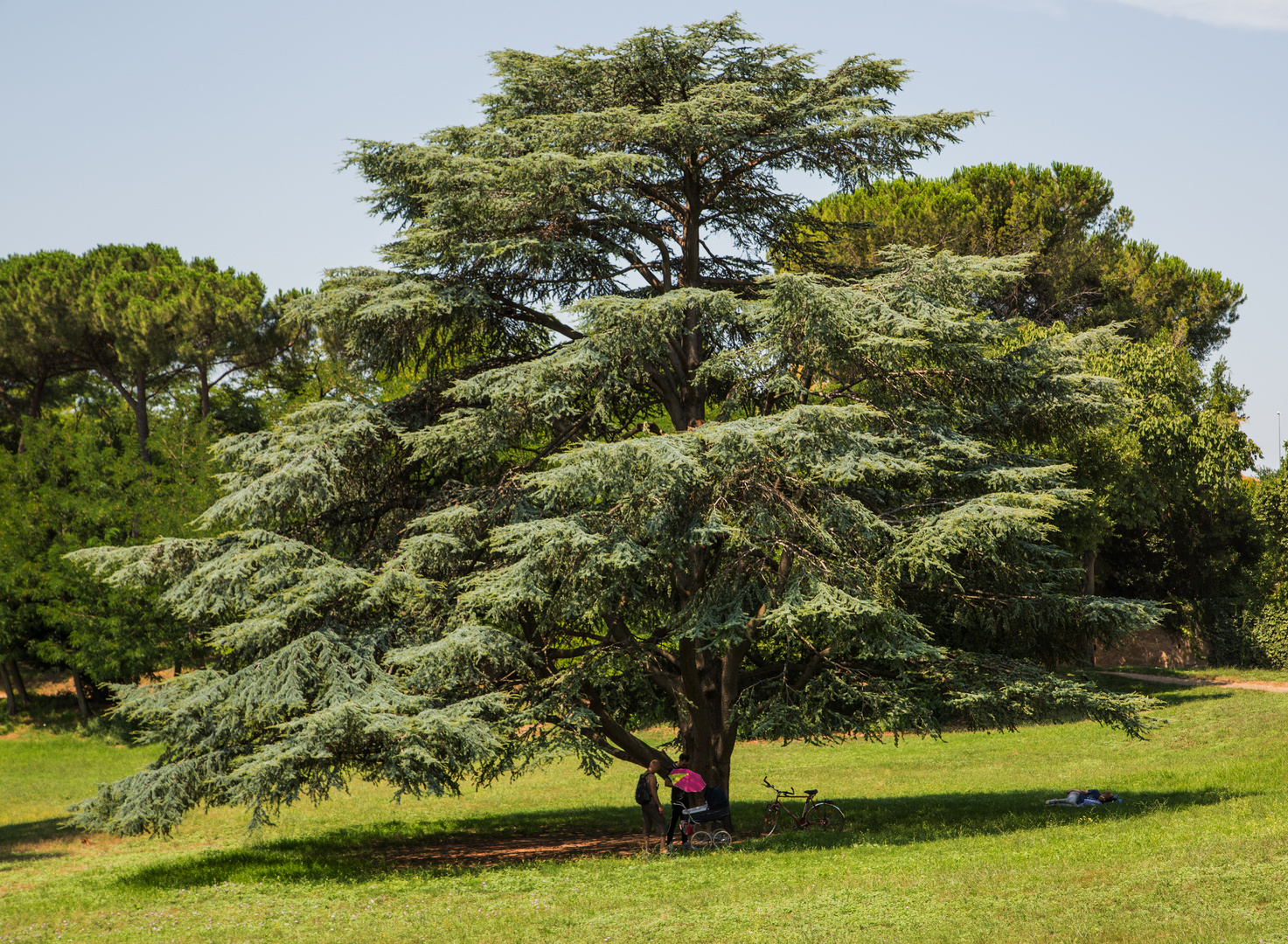 Il grande cedro del Libano al parco di Villa Doria Pamphilj