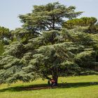 Il grande cedro del Libano al parco di Villa Doria Pamphilj