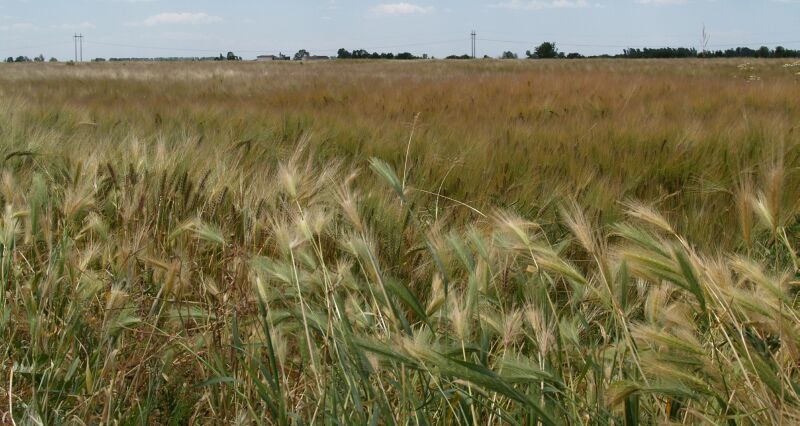 il grano