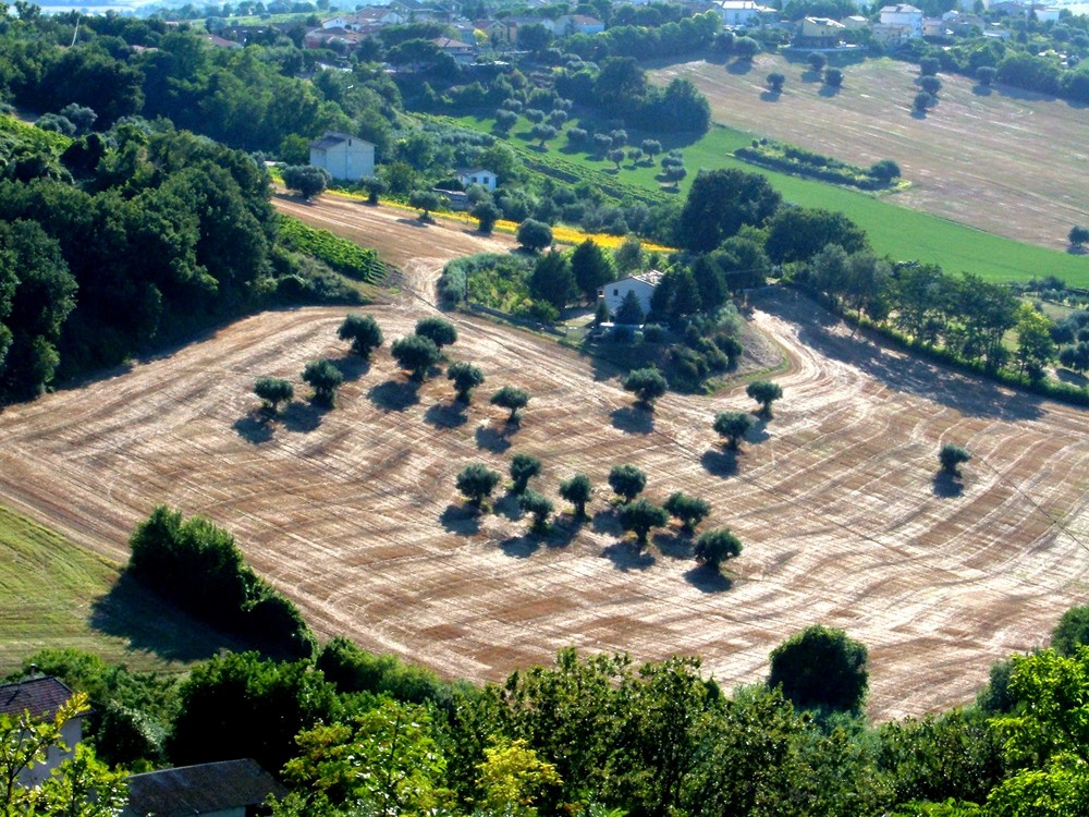 IL GRANO BATTUTO...    BACIATO DAL SOLE