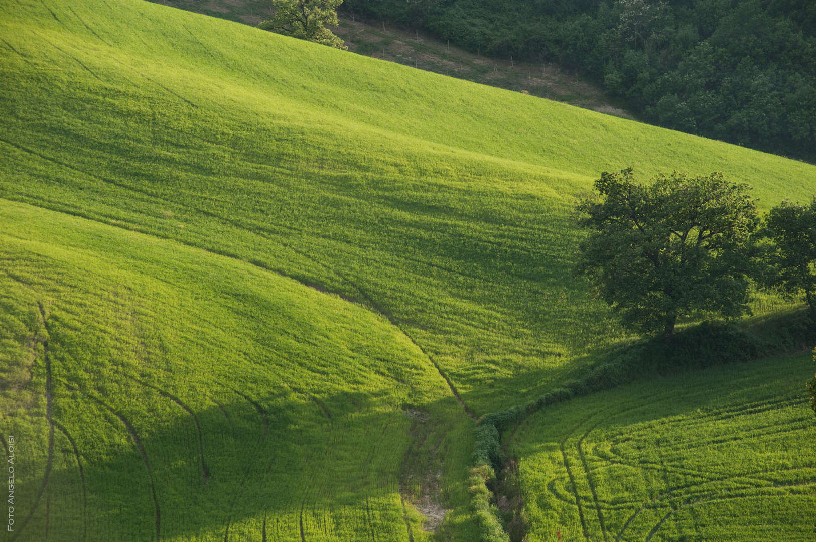 Il grano e la pasqua