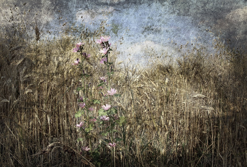 il grano è vivo