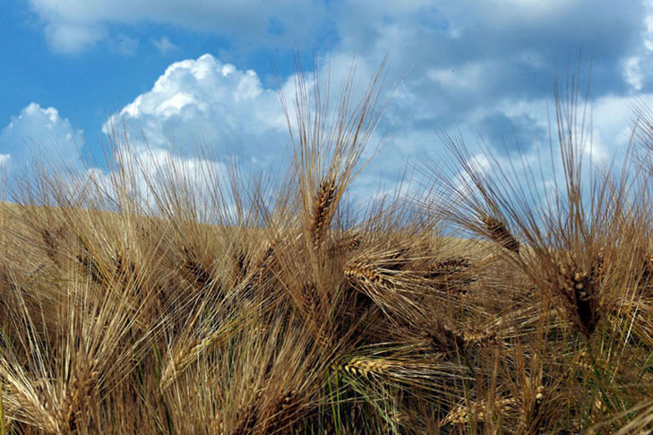 Il grano