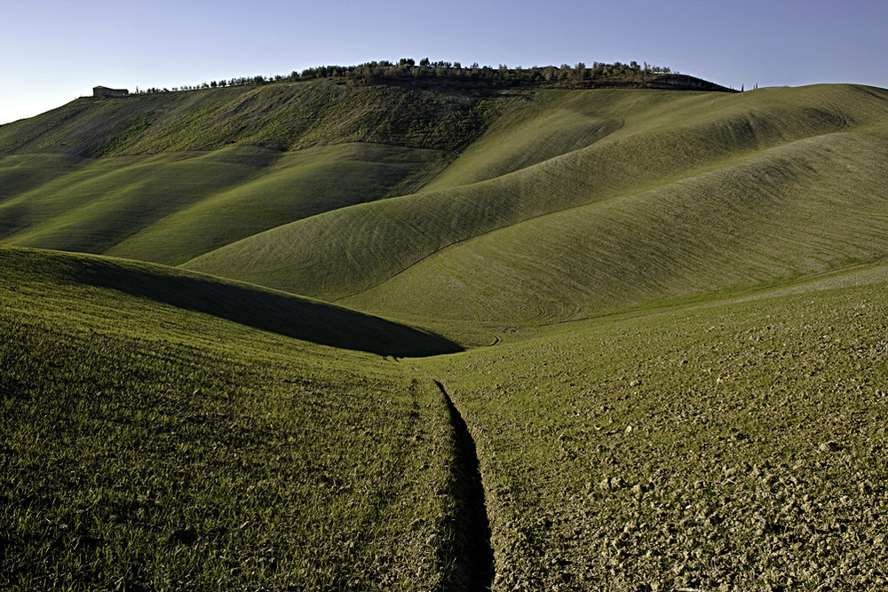 Il grano